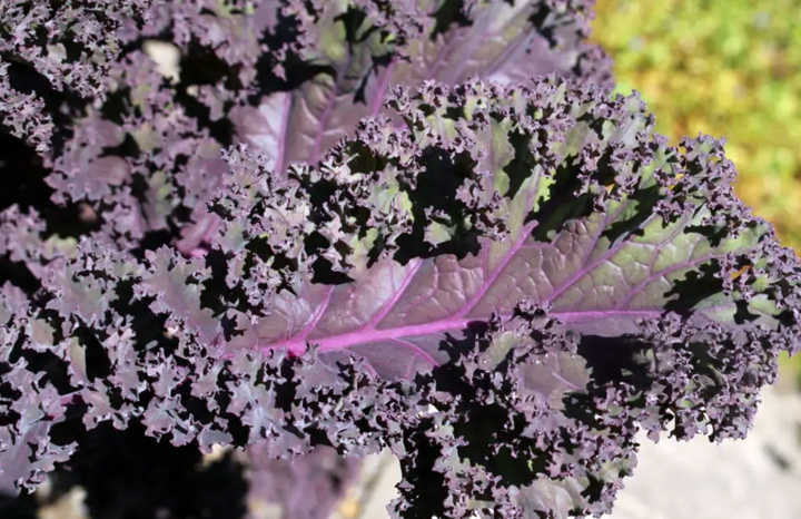 PF Kale Frisé Rouge (bch)