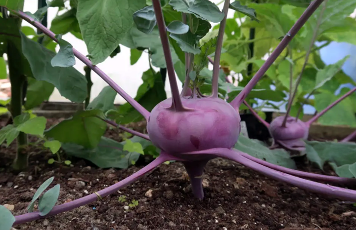 PF Kohlrabi (bch)