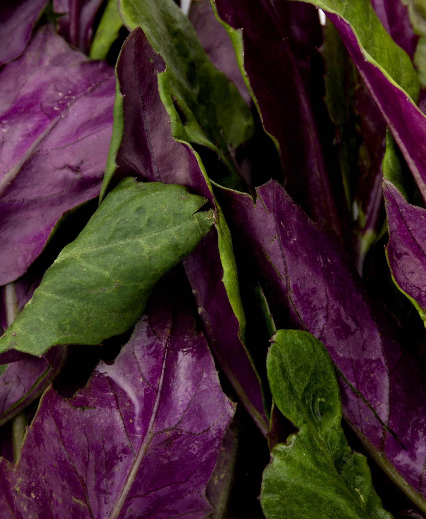 WS PF Okinawa Spinach (lb)