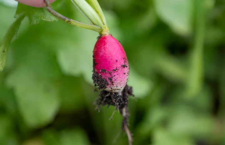 PF Radish French Breakfast (bch)