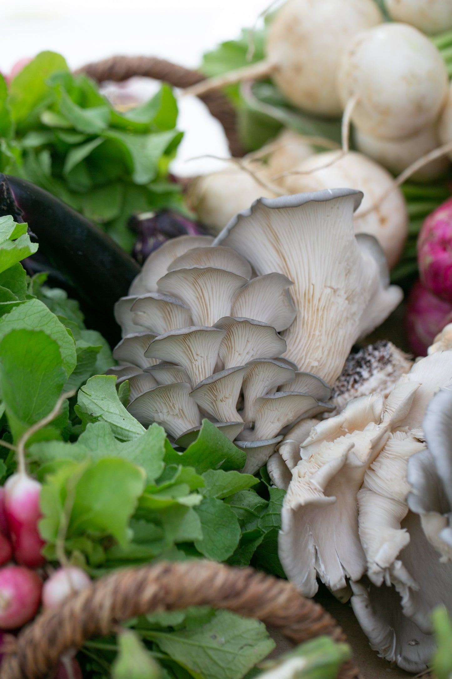 Spring Season CSA - February 4th to April 29th, 2025