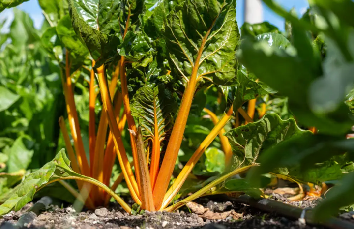 PF Swiss Chard Heart of Gold (bch)