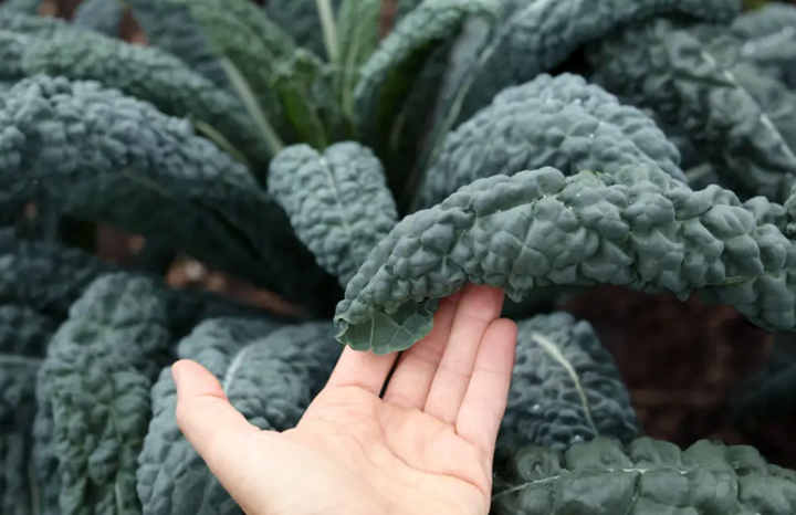 PF Kale Black Magic (bch)