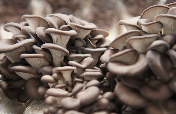 PF Blue Oyster Mushrooms (lb)