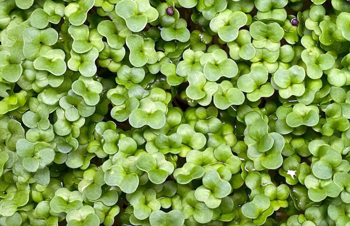 PF Microgreens Brassica Blend (ea)