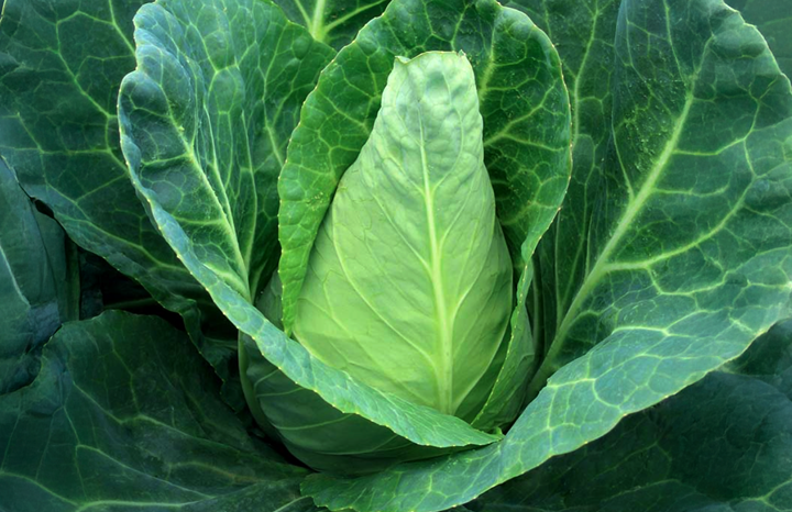 PF Cabbage (ea)