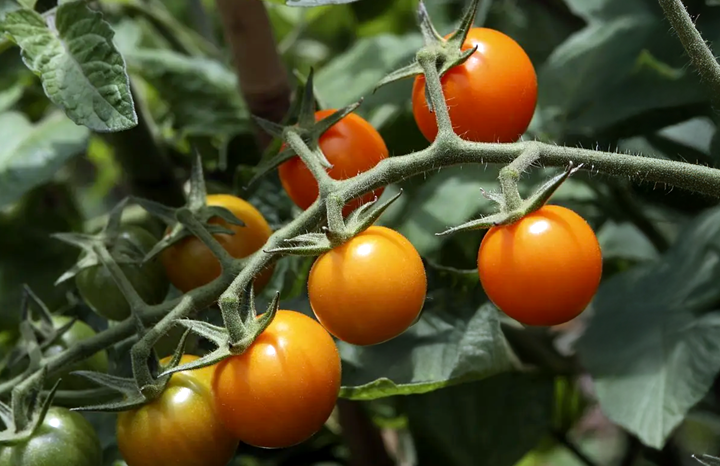 Paradise Farms Cherry Tomatoes Sungold (pt)