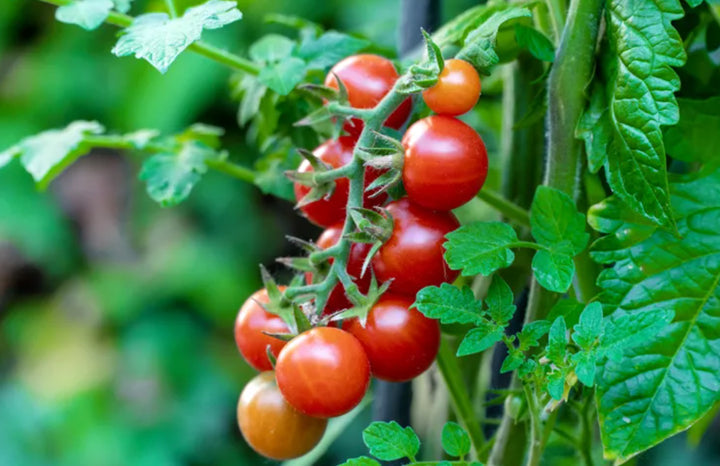 Mixed Medley Tomatoes (pt)