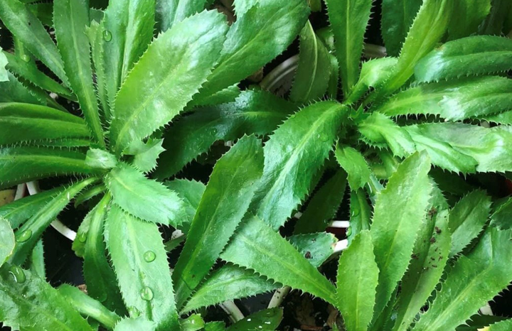 WS PF Culantro (bch)