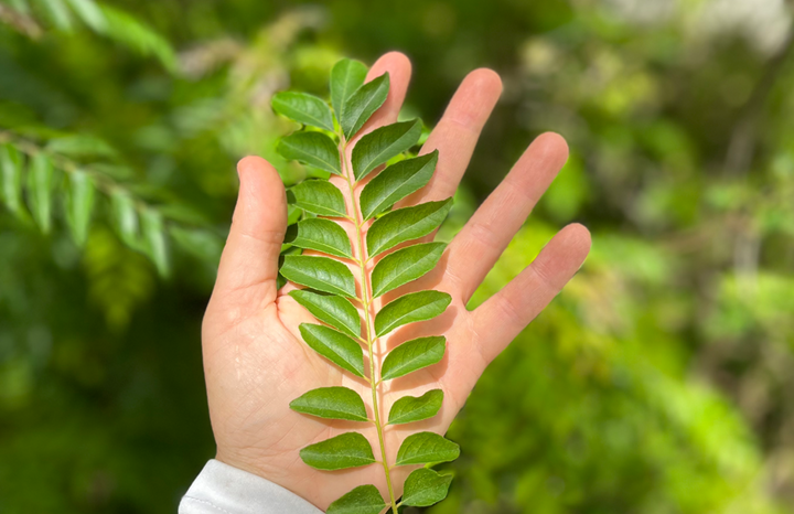 WS PF Curry Leaf (bch)