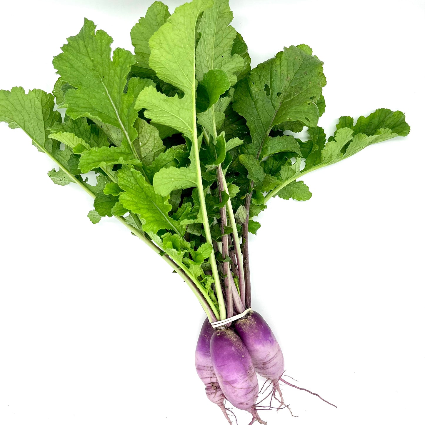 WS PF Radish Daikon Purple (bch)