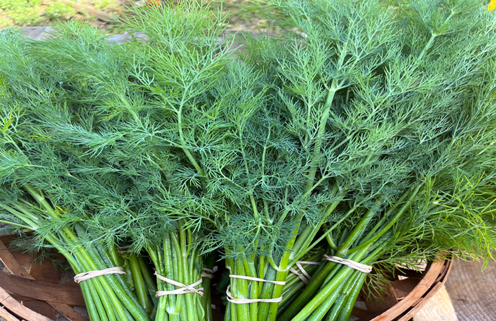 PF Dill (bch)