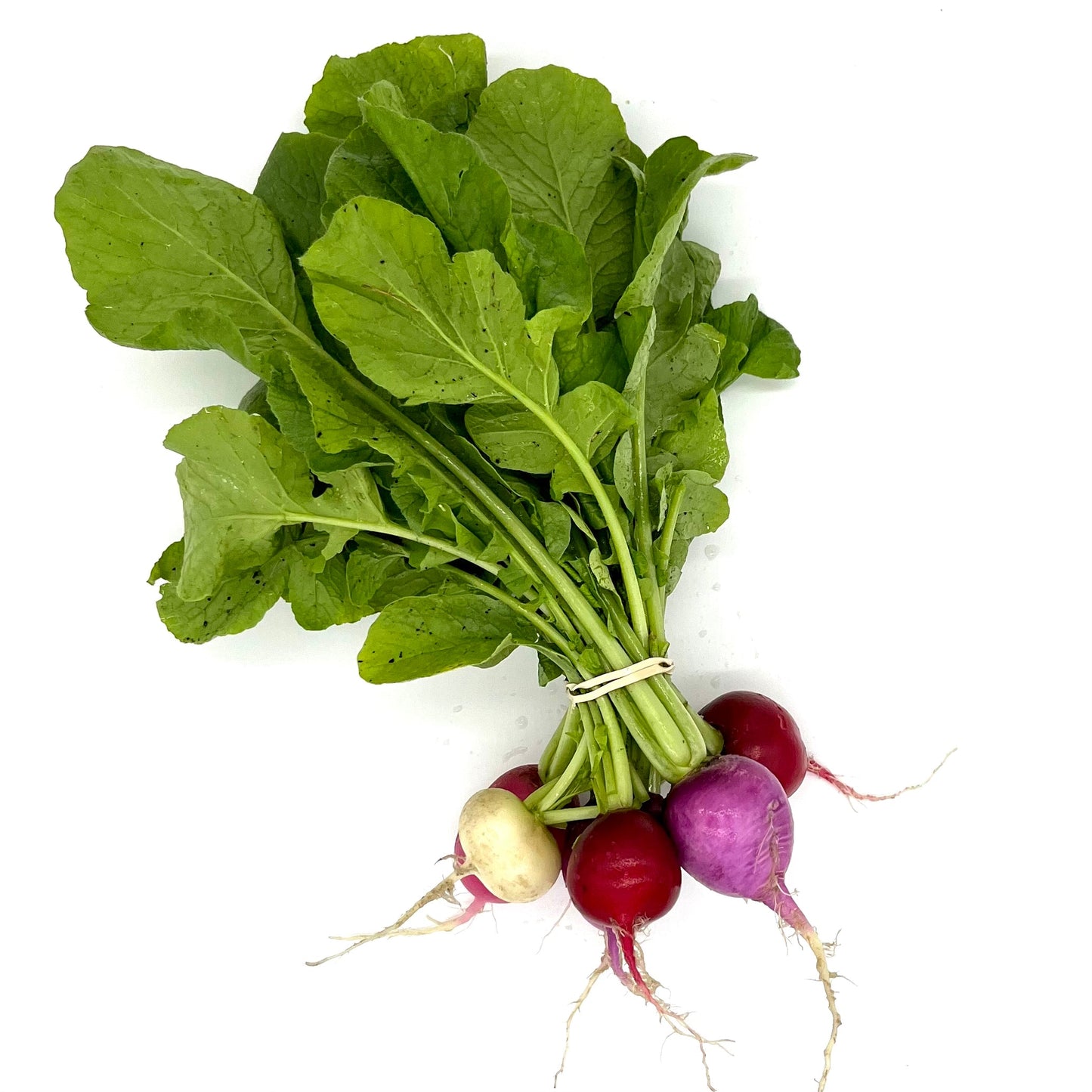 PF Radish Sora (bch)