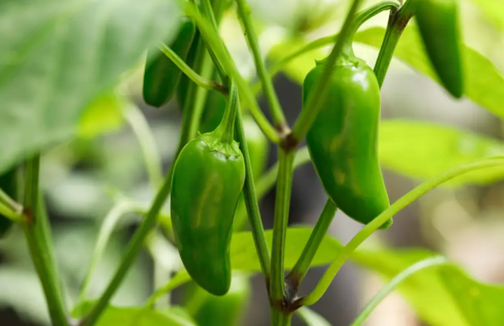 Jalapeño (ea)