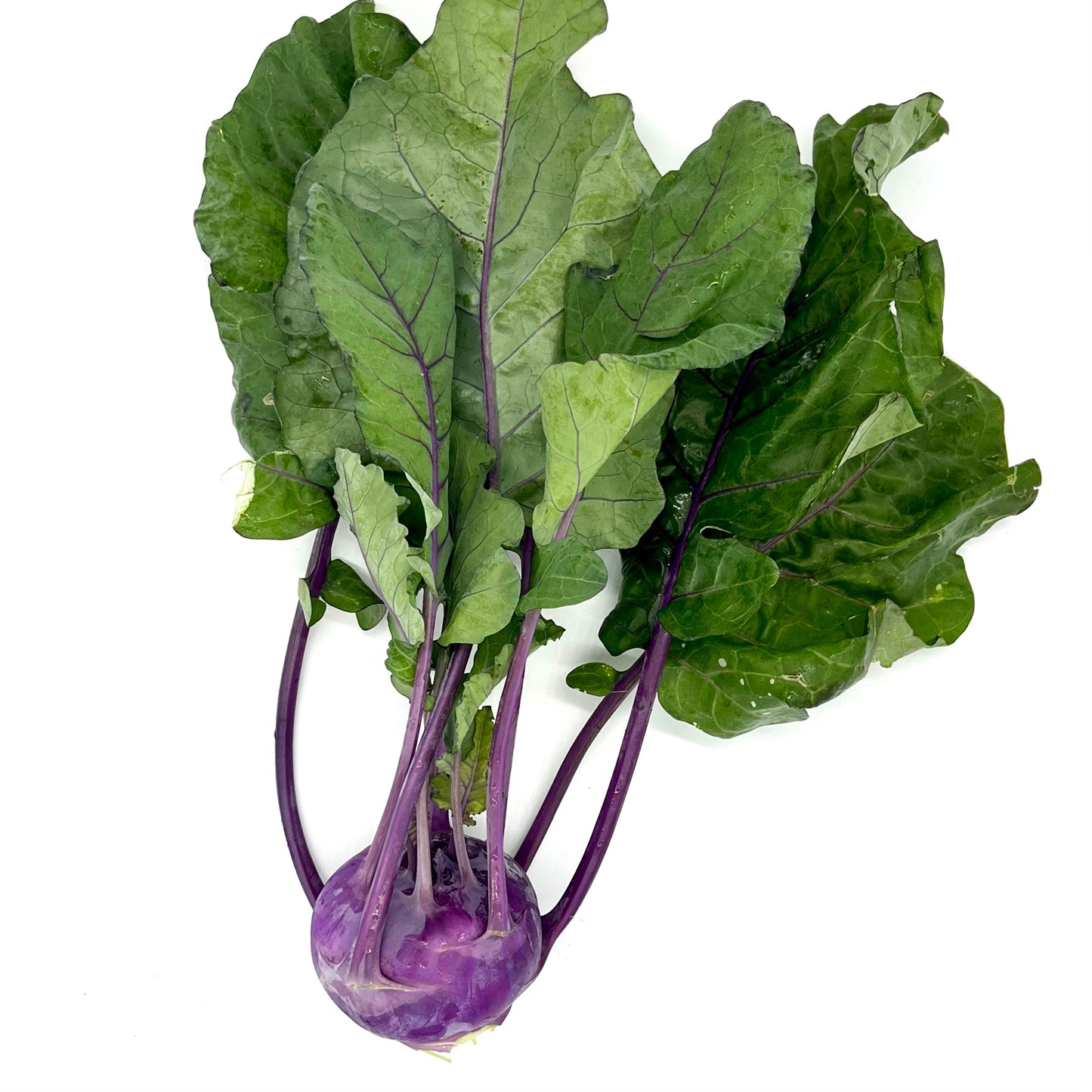 PF Kohlrabi (bch)