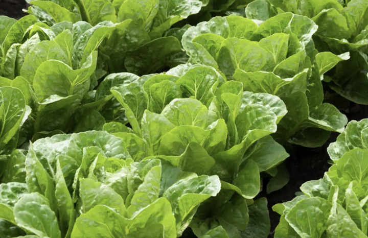 PF Lettuce Mini (ea)