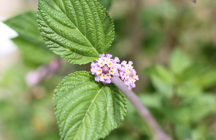 PF Lippia alba (bch)