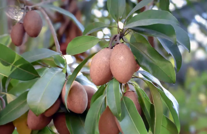 Mamey (ea)