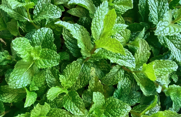 PF Mint (bch)