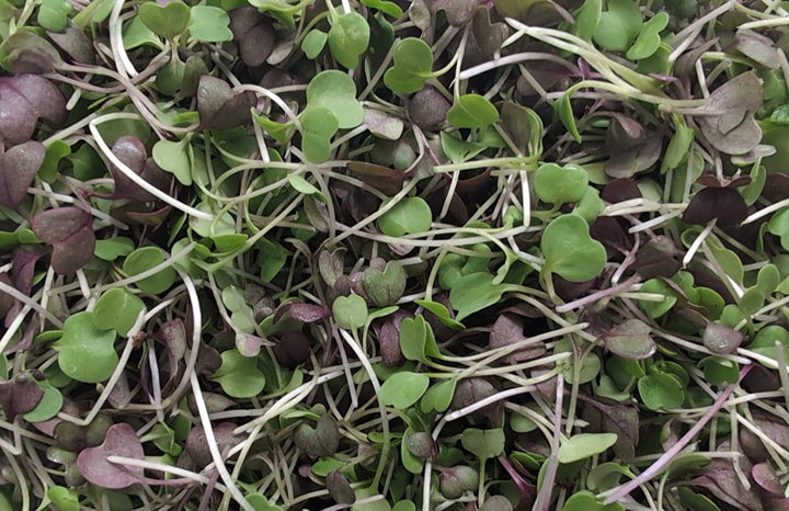 PF Microgreens Paradise Blend (ea)