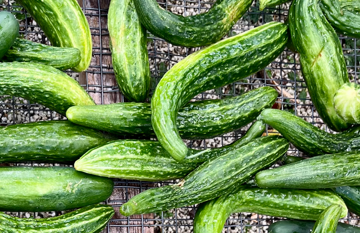 PF Cucumber Suyo Long (ea)