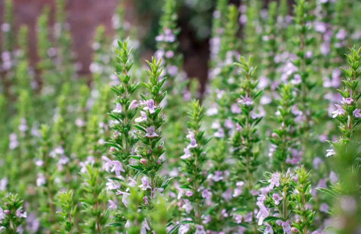 PF Thyme (bch)
