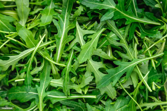 Arugula Full Size (lb)