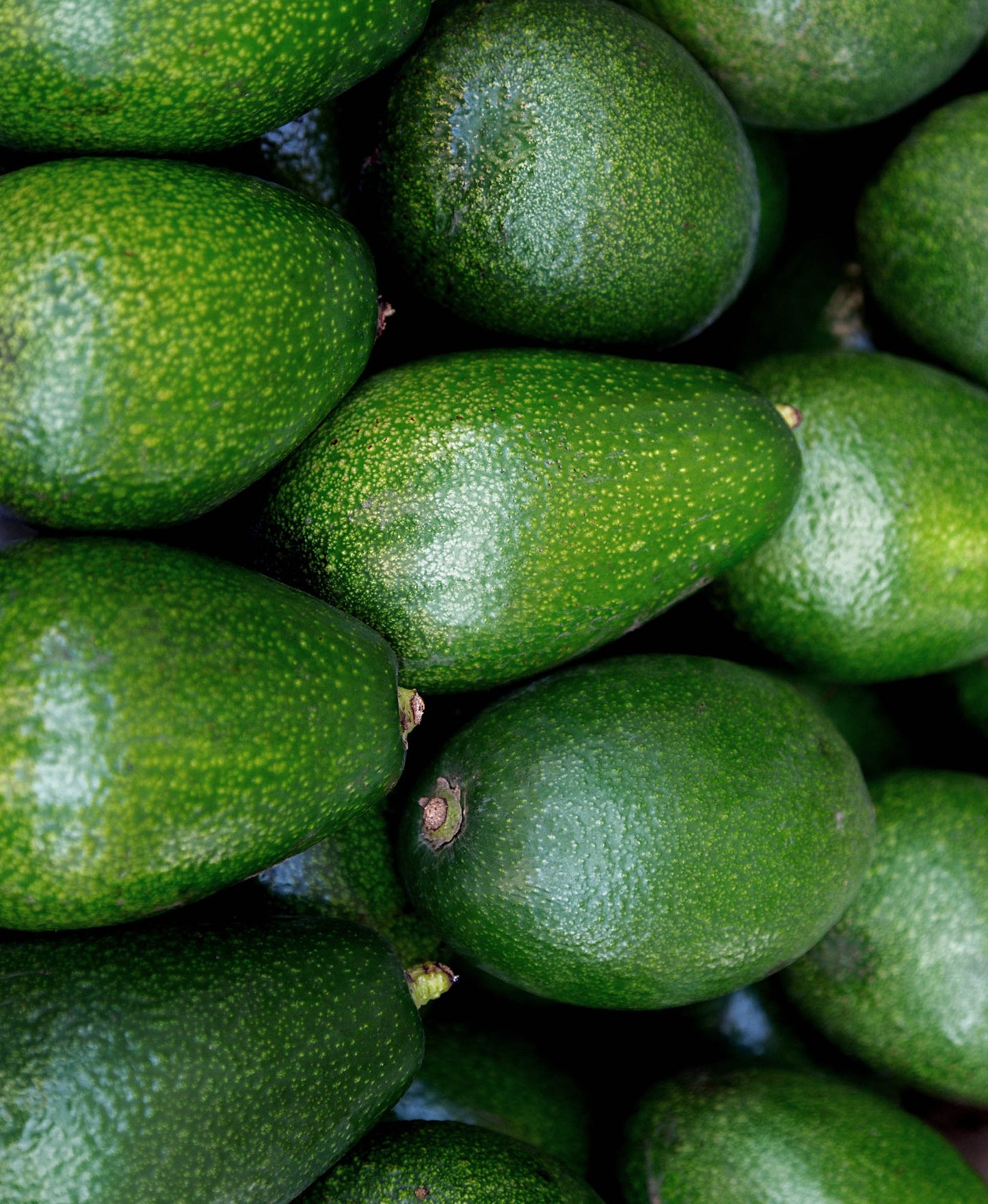 WS PF Summer Avocado, Donnie (case/ 20lb)