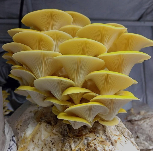 WS Golden Oyster PFs (lb)