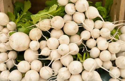 PF Hakurei Turnip (bch)
