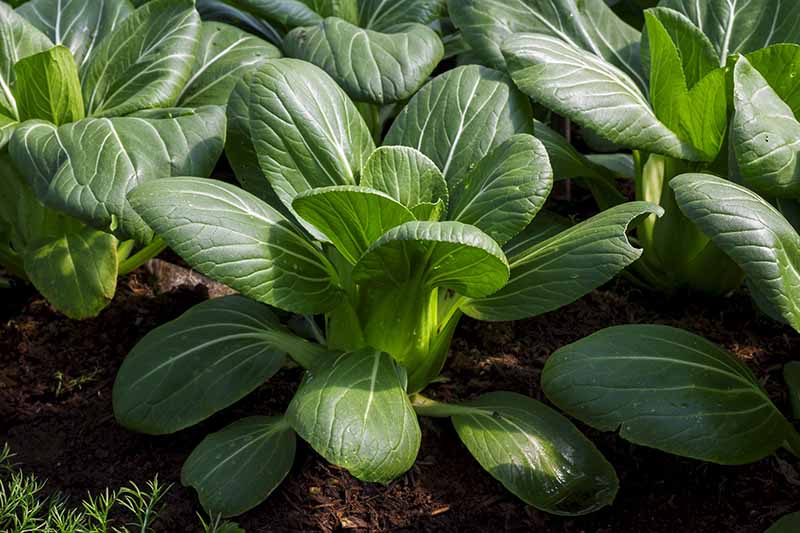 Bok Choy Baby (lb)