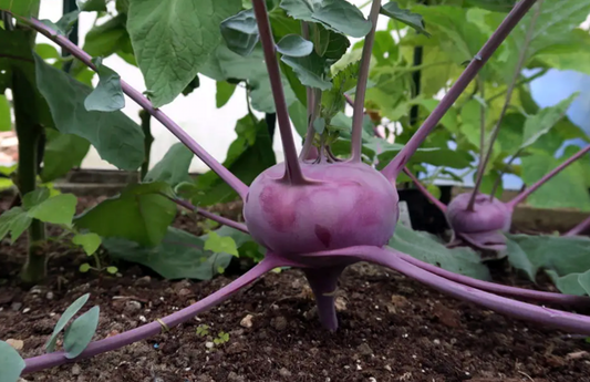 PF Kohlrabi (bch)