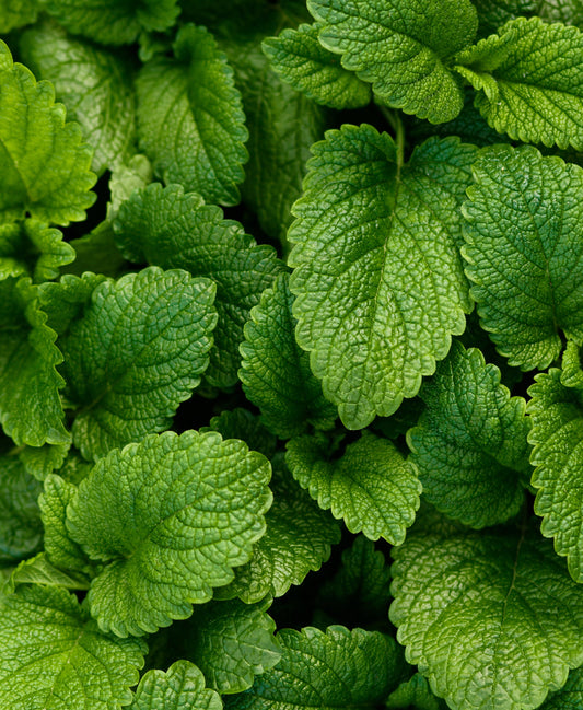 WS PF Lemon Balm (bch)