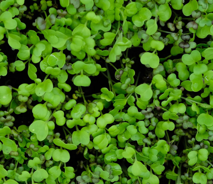 WS PF Micro Mizuna (ea)