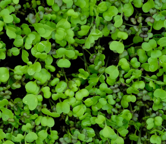 WS PF Micro Mizuna (ea)