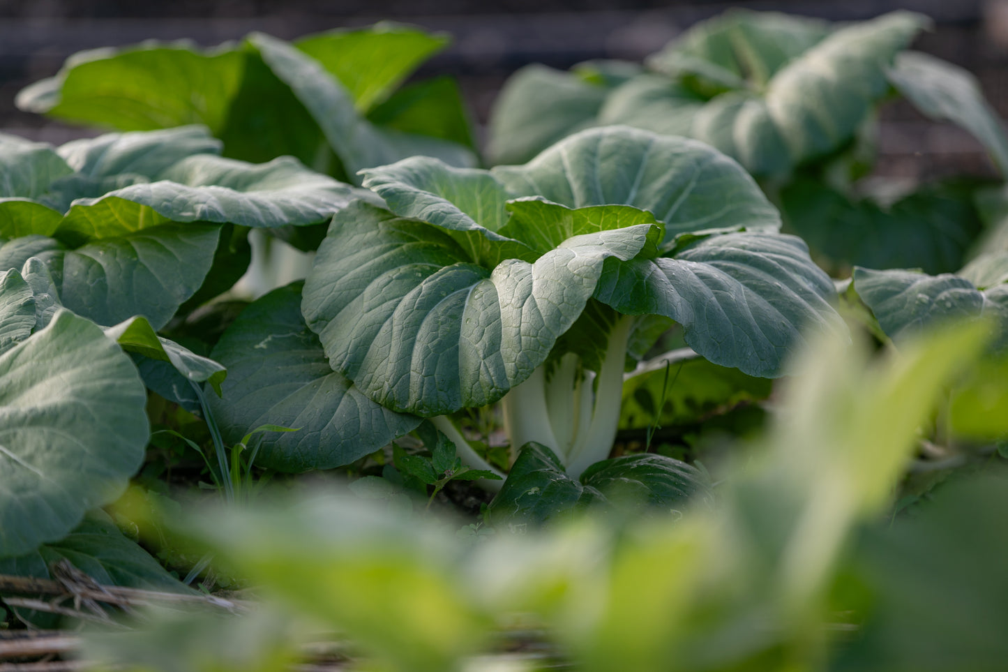 Bok Choy Full Size (lb)