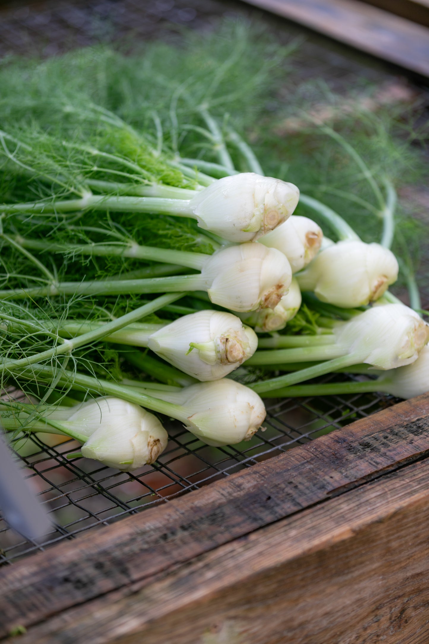 Fennel (per pound)