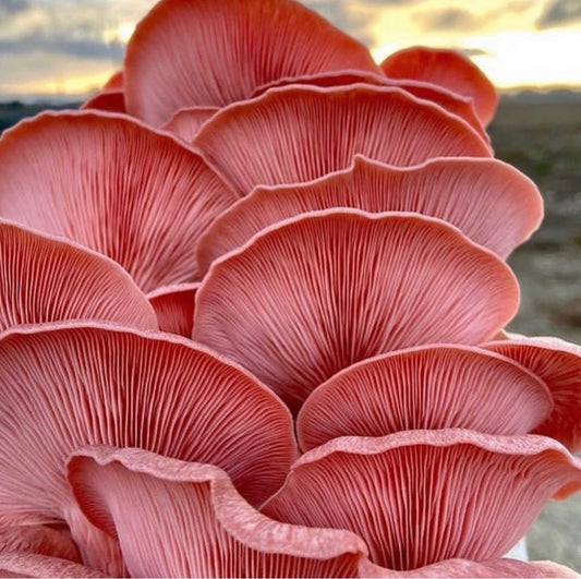 WS Pink Oyster PFs (lb)