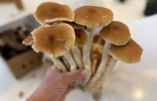 WS PF Pioppino (1/2 lb)