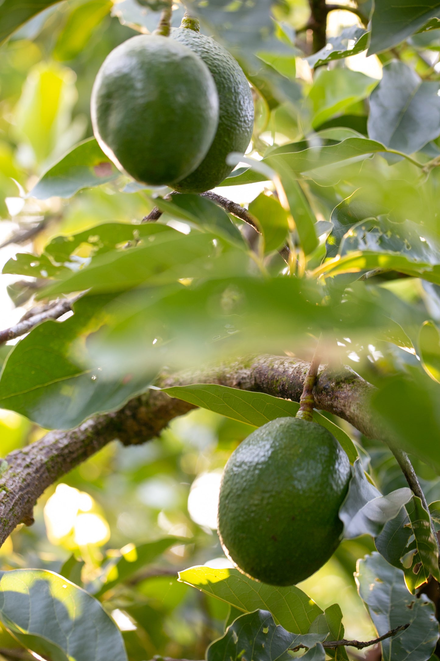 Avocado (per pound)