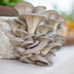 PF Blue Oyster Mushrooms (lb)