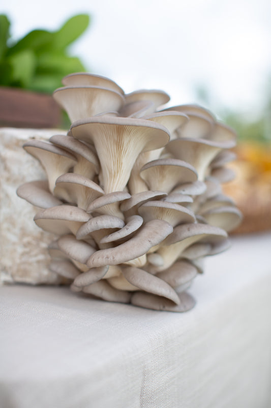 Blue Oyster Mushrooms (pound)