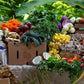 Spring Season CSA - February 4th to April 29th, 2025