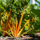 PF Swiss Chard Heart of Gold (bch)