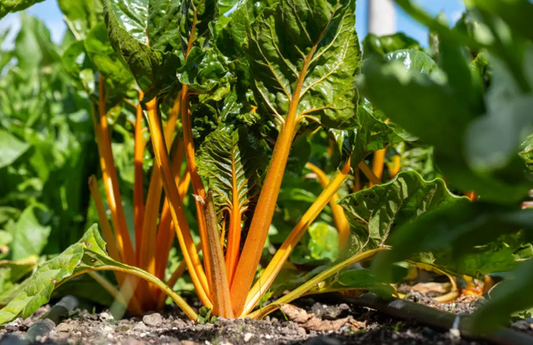 PF Swiss Chard Heart of Gold (bch)