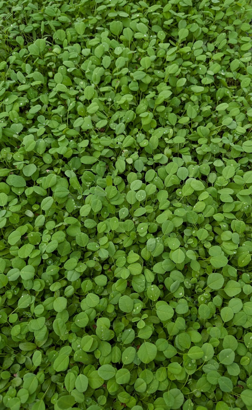 Microgreens, Fenugreek (clam)