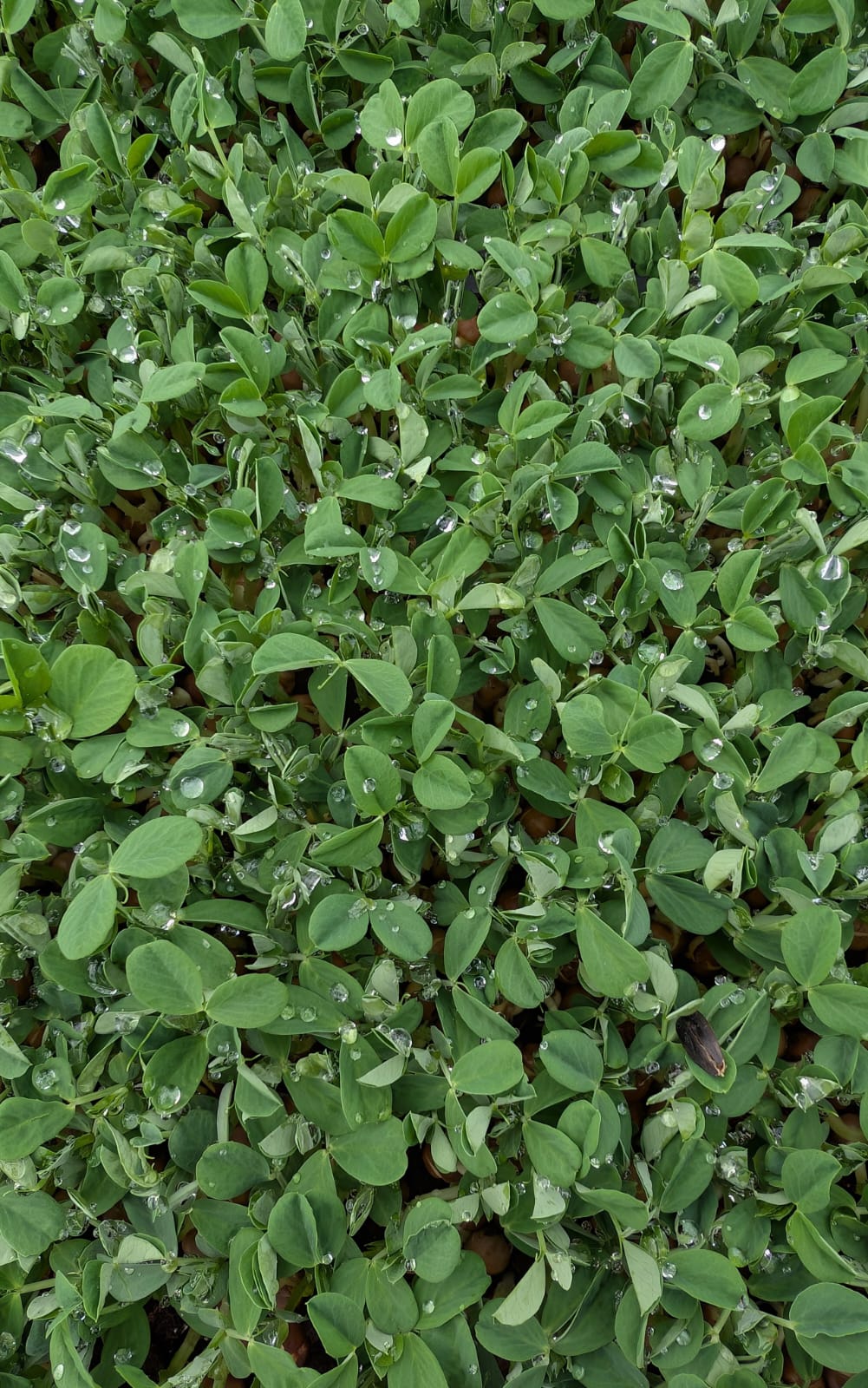 Microgreens, Pea Shoots (pound)