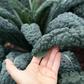 PF Kale Black Magic (bch)