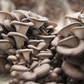 PF Blue Oyster Mushrooms (lb)
