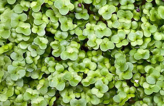 PF Microgreens Brassica Blend (ea)